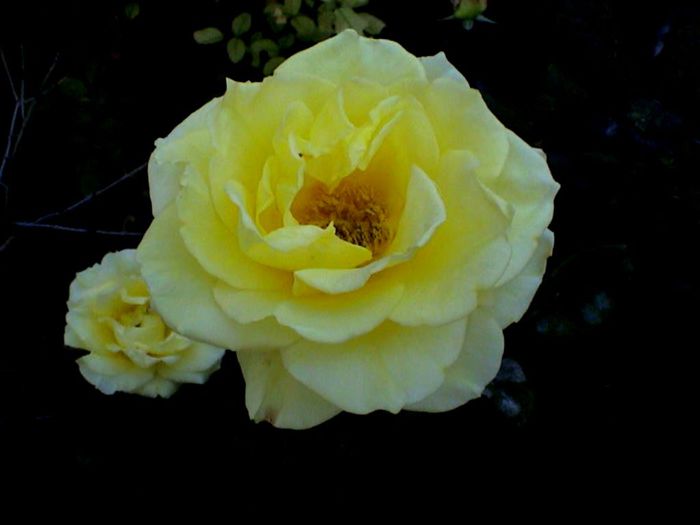 Soapte de parfum (442)