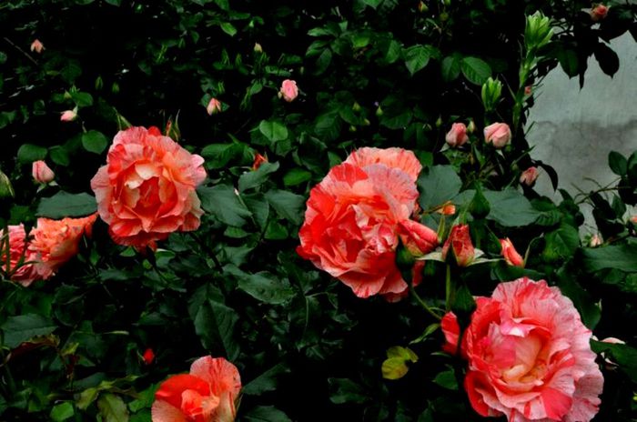 Soapte de parfum (449) - AM LASAT TRANDAFIRII SA SPUNA POVESTI 2