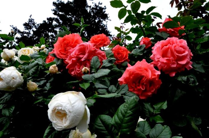 Soapte de parfum (451) - AM LASAT TRANDAFIRII SA SPUNA POVESTI 2