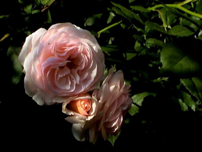 Soapte de parfum (459)