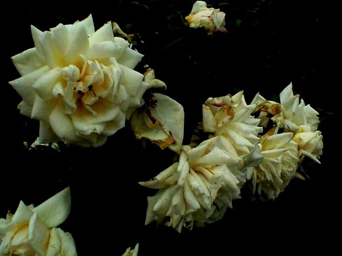 Soapte de parfum (463)
