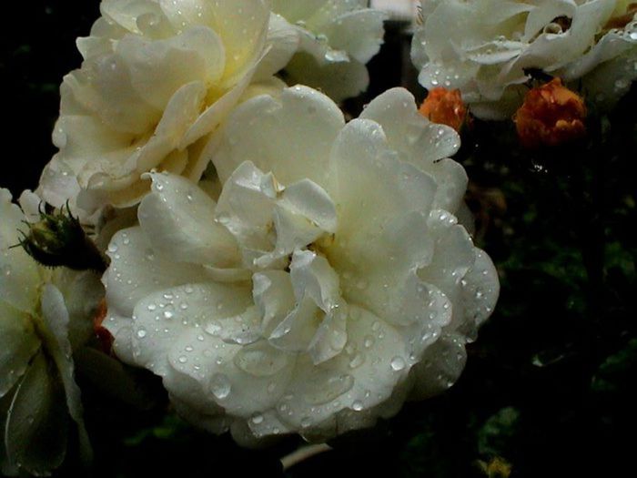 Soapte de parfum (464)