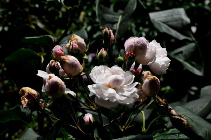 Soapte de parfum (465)