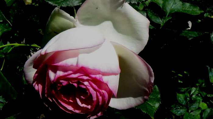 Soapte de parfum (470)