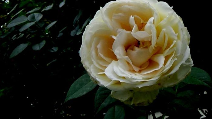 Soapte de parfum (472)