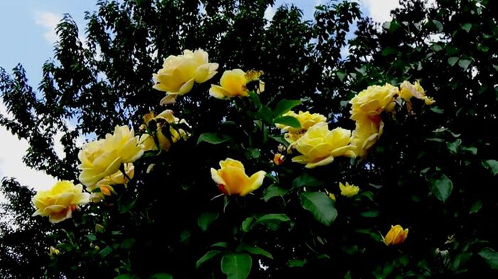 Soapte de parfum (474)