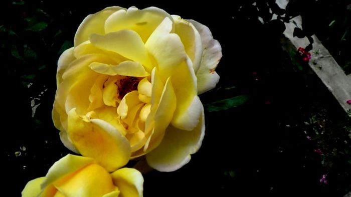 Soapte de parfum (475)