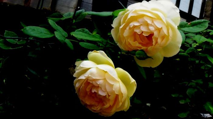 Soapte de parfum (491)