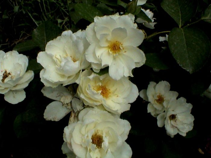 Soapte de parfum (493)