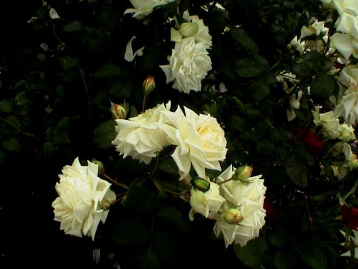 Soapte de parfum (499) - AM LASAT TRANDAFIRII SA SPUNA POVESTI 2