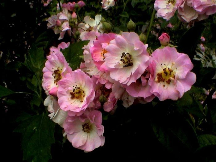 Soapte de parfum (517)