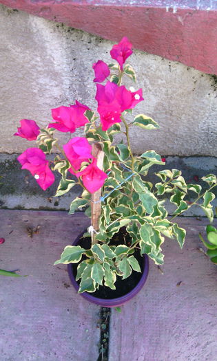 rouge variegata