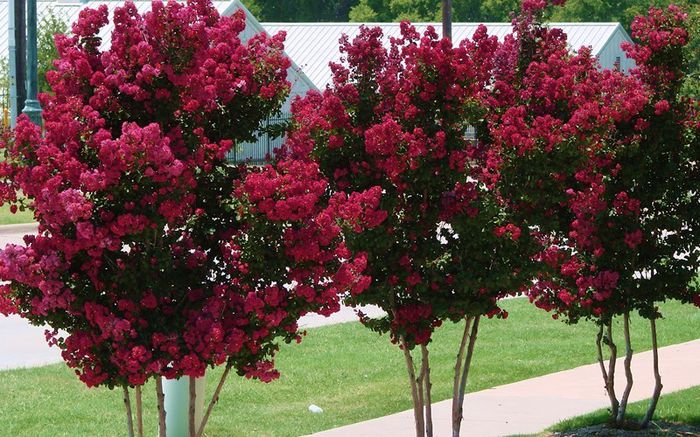 Lagerstroemia indica-Centennial-Spirit-Crape-Myrtle