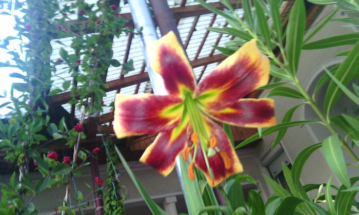 IMG_20150801_204553[1] - crini de gradina