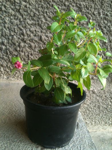 Liliac indian - prima floare - Lagerstroemia - Liliac indian