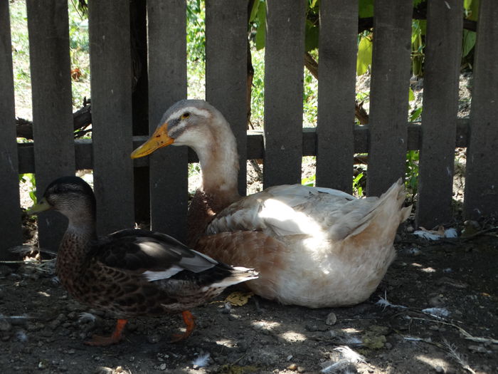 DSC07608 - Rate pitice