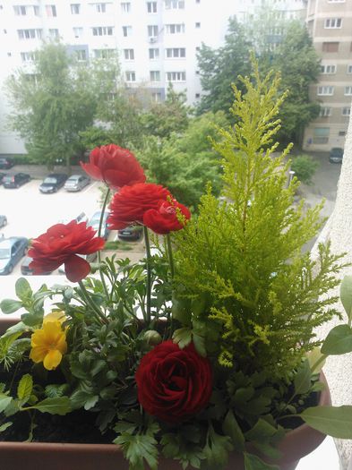 WP_20150526 3; ranunculus infloritor
