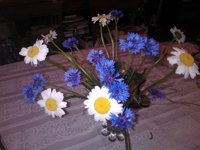 margarete si albastrele - Flori splendide 2015