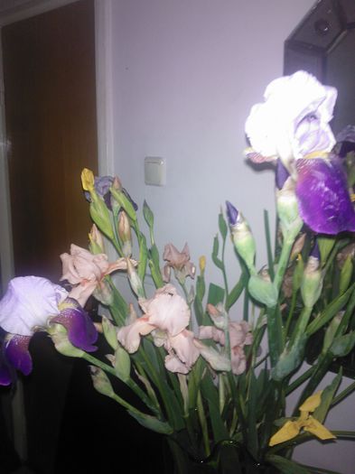 irisi de gradina parfumati - Flori splendide 2015