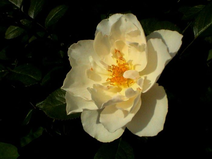 Soapte de parfum (435)