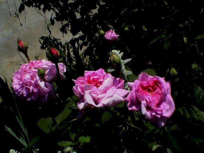 Soapte de parfum (445)