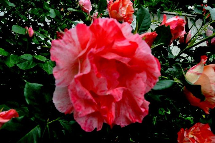 Soapte de parfum (450)