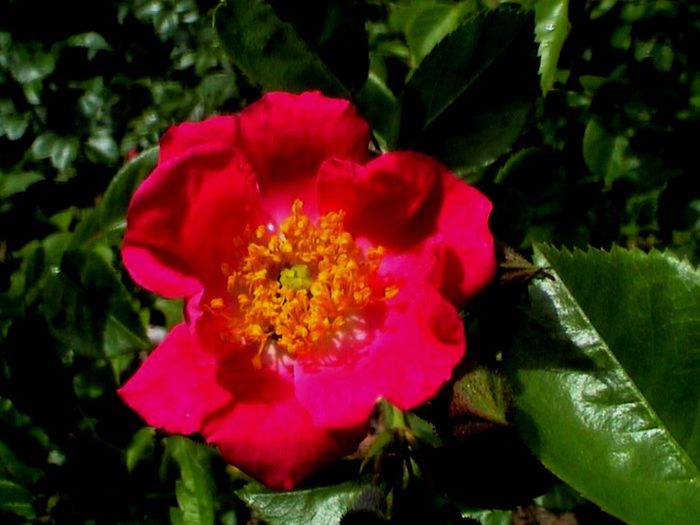Soapte de parfum (452)