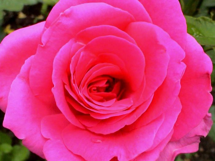 Soapte de parfum (478)