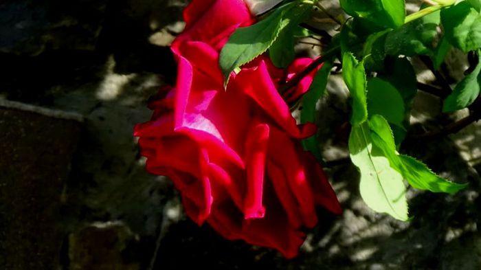 Soapte de parfum (487)