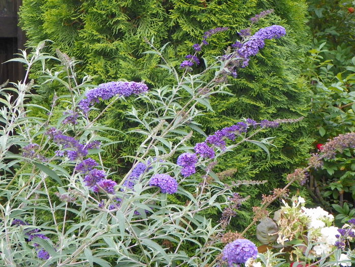 buddleja Blue Empire - Copacei si arbusti 2015