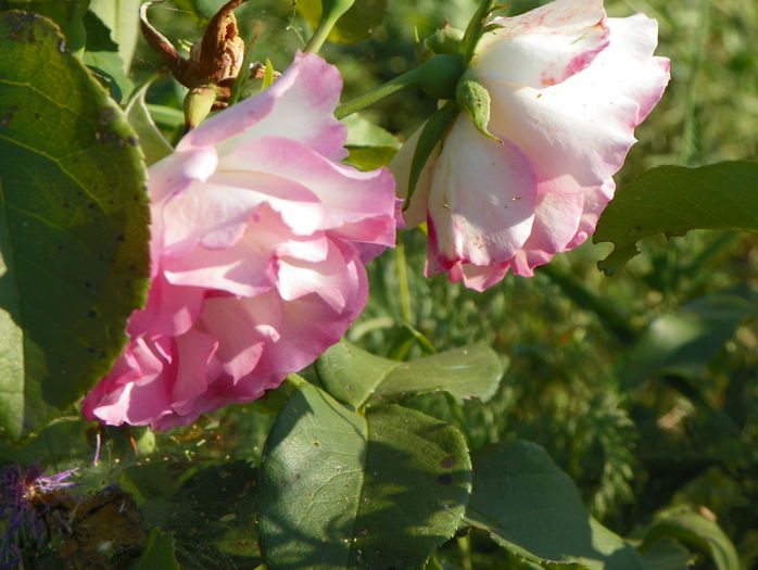 Bordure Rose