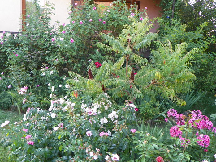 8 aug 075