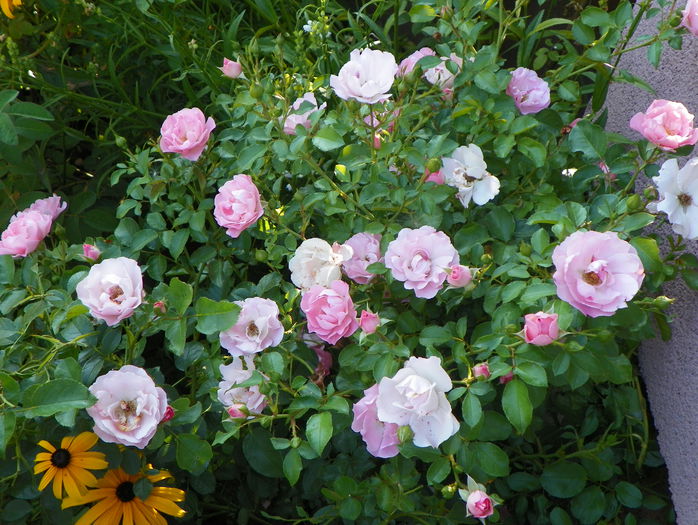 Sommerwind