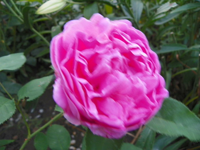Mary Rose