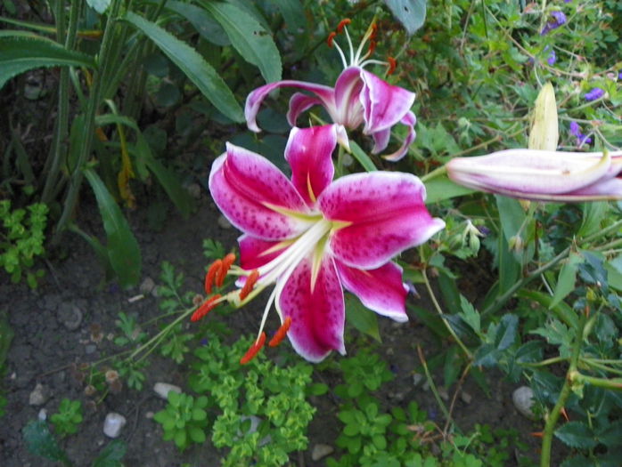 lilium Stargazer - Vara 2015