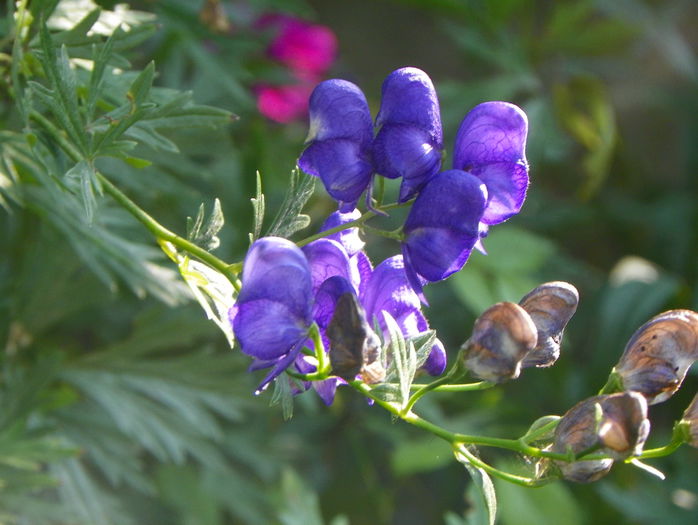 aconitum