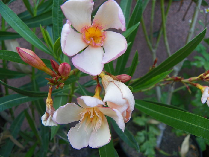 8 aug 096