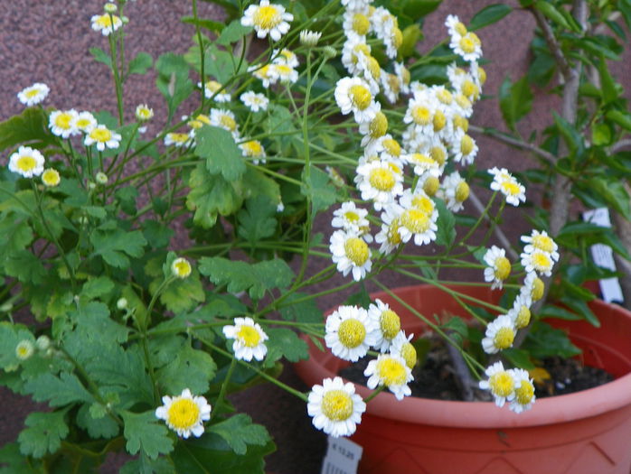 8 aug 097