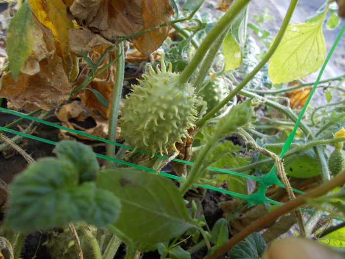  - SEMINTE CASTRAVETI - CUCUMIS ANGURIA