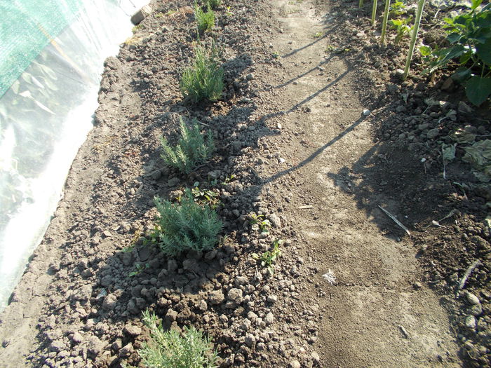  - SEMINTE LAVANDA - LAVANDULA ANGUSTIFOLIA