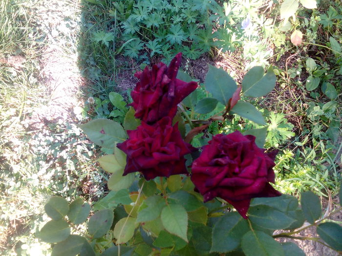 IMG_20150809_102048 - Black baccara