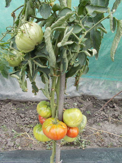  - SEMINTE ROSII - BELGIAN FARMER BEEFSTEAK