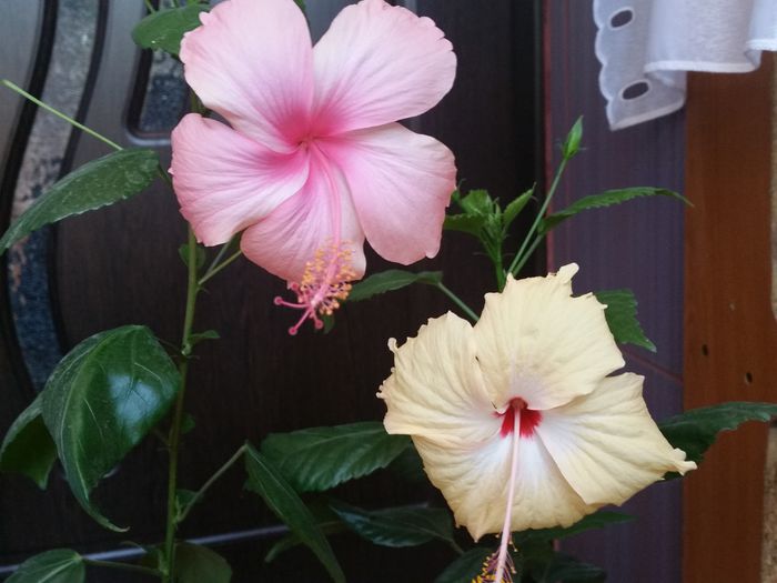  - hibiscus