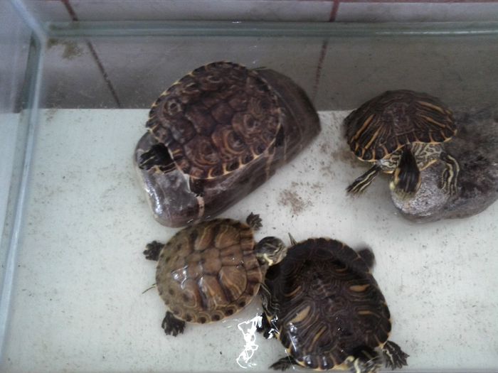 11856381_969972813092525_6923730096835229787_o