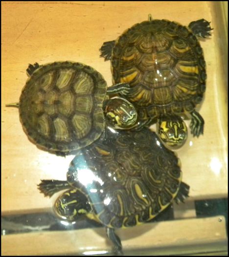 1398068_585041598252317_1383654998_o