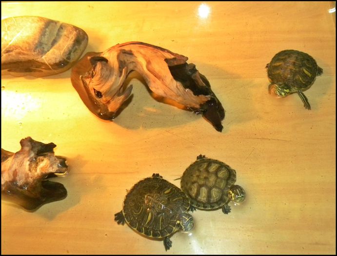 1398989_585040888252388_466597588_o