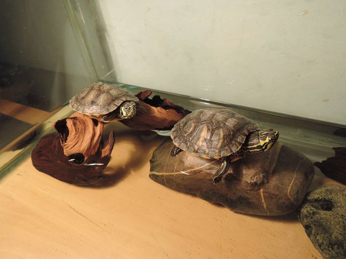 1498781_605852246171252_453294848_o