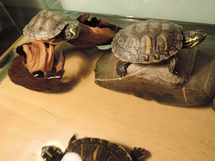 1519308_605852249504585_244329983_o