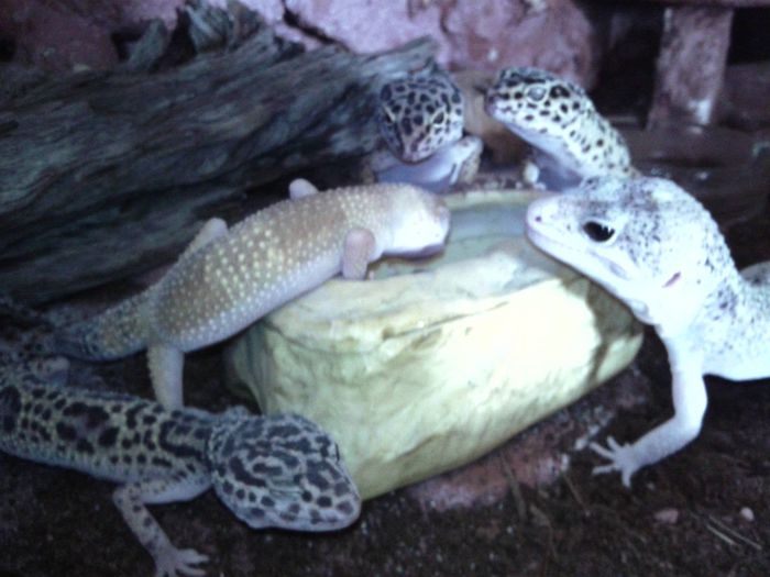 11782248_966645976758542_1275061118361718711_o