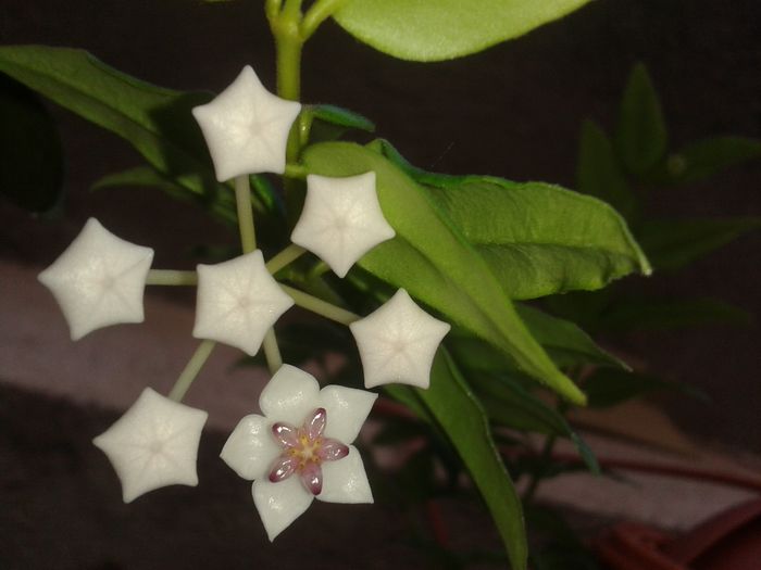 prima floricica de Bella !!!